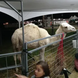 Brazoria County Fairgrounds - Angleton