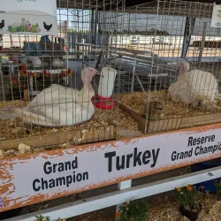 Brazoria County Fairgrounds - Angleton