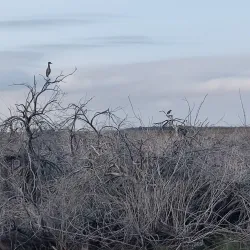Brazoria National Wildlife Refuge - Angleton