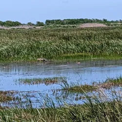 Brazoria National Wildlife Refuge - Angleton