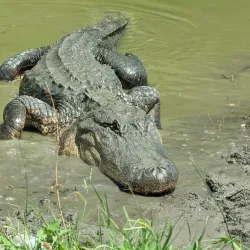 Brazoria National Wildlife Refuge - Angleton