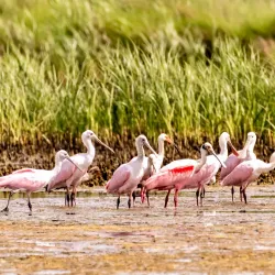 Brazoria National Wildlife Refuge - Angleton