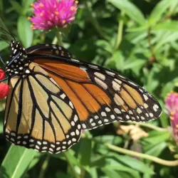 Quintana Beach County Park - Angleton