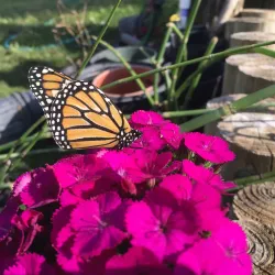 Quintana Beach County Park - Angleton