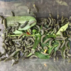 Quintana Beach County Park - Angleton