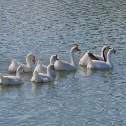 Lakeside Park - Anna