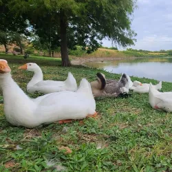 Lakeside Park - Anna