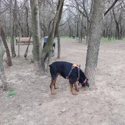 Tails and Trails Dog Park - Arlington