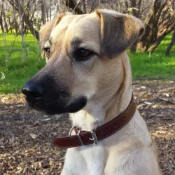 Tails and Trails Dog Park - Arlington