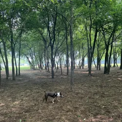 Tails and Trails Dog Park - Arlington