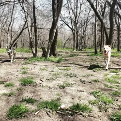 Tails and Trails Dog Park - Arlington
