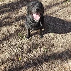 Tails and Trails Dog Park - Arlington