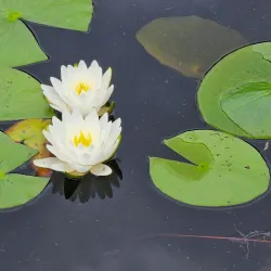 Atascocita Park - Atascocita