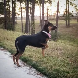 Atascocita Trail System - Atascocita