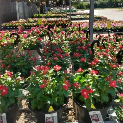 Balch Springs City Park - Balch Springs