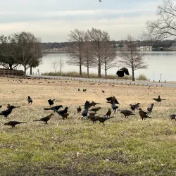 White Rock Lake - Balch Springs