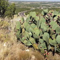 Big Spring State Park - Big Spring