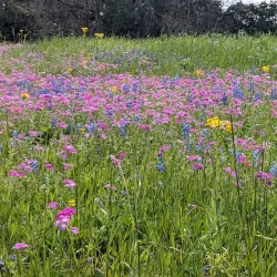 Washington-on-the-Brazos State Historic Site - Brenham