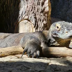 Gladys Porter Zoo - Brownsville