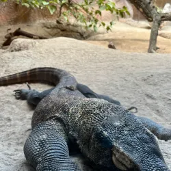 Gladys Porter Zoo - Brownsville