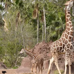Gladys Porter Zoo - Brownsville