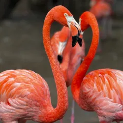 Gladys Porter Zoo - Brownsville