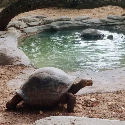 Gladys Porter Zoo - Brownsville
