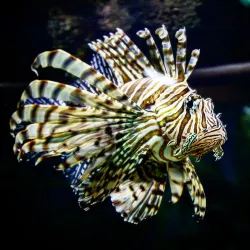 Gladys Porter Zoo - Brownsville