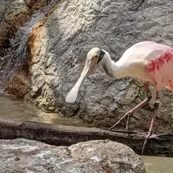 Gladys Porter Zoo - Brownsville