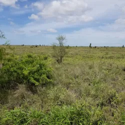 Palo Alto Battlefield National Historical Park - Brownsville