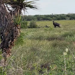 Palo Alto Battlefield National Historical Park - Brownsville