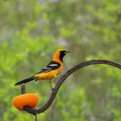 Resaca de la Palma State Park - Brownsville