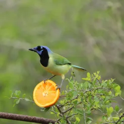 Resaca de la Palma State Park - Brownsville