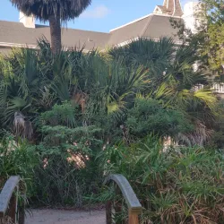 Sabal Palm Sanctuary - Brownsville