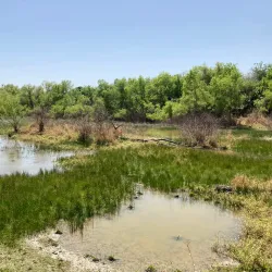 Sabal Palm Sanctuary - Brownsville