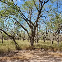 Sabal Palm Sanctuary - Brownsville