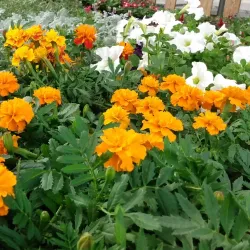 Brownwood Farmers Market - Brownwood