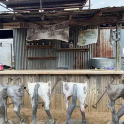 Tejas Rodeo Company - Bulverde