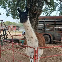 The Farmyard - Bulverde