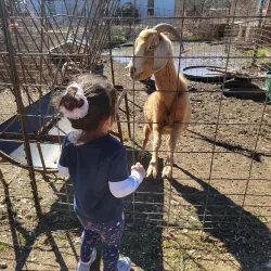 The Farmyard - Bulverde