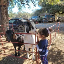 The Farmyard - Bulverde