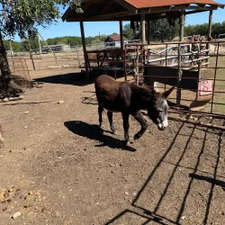 The Farmyard - Bulverde