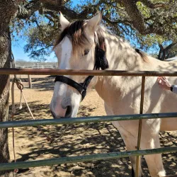 The Farmyard - Bulverde