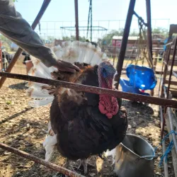 The Farmyard - Bulverde