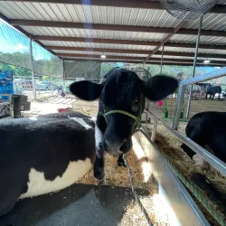Burleson County Fairgrounds - Caldwell