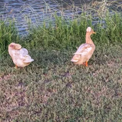 Caldwell City Park - Caldwell