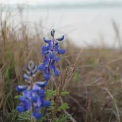 Lake Somerville State Park and Trailway - Caldwell