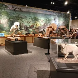 Brazos Valley Museum of Natural History - College Station