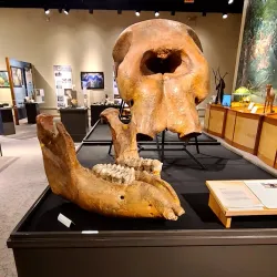 Brazos Valley Museum of Natural History - College Station
