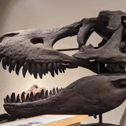 Brazos Valley Museum of Natural History - College Station